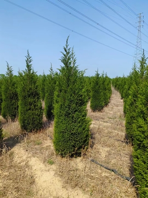 新疆圖木舒克蜀檜培育基地 助力生態建設的樹木種植實踐